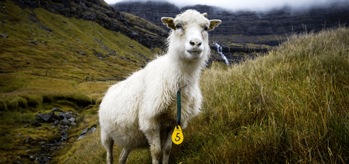 Titelbild Schaf
