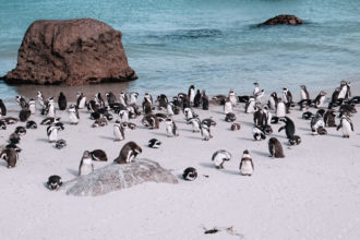 Pinguine in Suedafrika