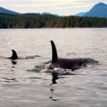 Zwei Orcas im Blackfish Sound